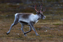 Rendier-Reindeer-Rentier-Rangifer tarandus-Zweden-Sweden-Schweden