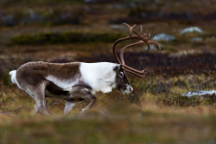 Rendier-Reindeer-Rentier-Rangifer tarandus-Zweden-Sweden-Schweden