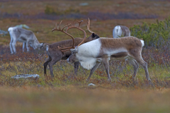 Rendier-Reindeer-Rentier-Rangifer tarandus-Zweden-Sweden-Schweden
