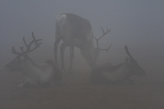 Rendier-Reindeer-Rentier-Rangifer tarandus-Zweden-Sweden-Schweden