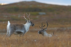 Rendier-Reindeer-Rentier-Rangifer tarandus-Zweden-Sweden-Schweden