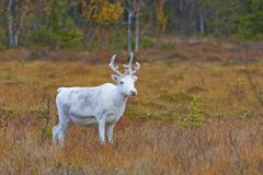 Rendier-Reindeer-Rentier-Rangifer tarandus-Zweden-Sweden-Schweden