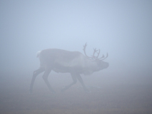 Rendier-Reindeer-Rentier-Rangifer tarandus-Zweden-Sweden-Schweden