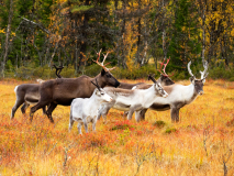 Rendier-Reindeer-Rentier-Rangifer tarandus-Zweden-Sweden-Schweden