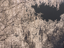 Berijpte bomen-Frosted trees-bereifte Bäume-Noorwegen-Norway-Norwegen