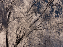 Berijpte bomen-Frosted trees-bereifte Bäume-Noorwegen-Norway-Norwegen