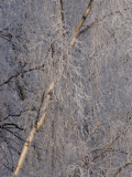 Berijpte bomen-Frosted trees-bereifte Bäume-Noorwegen-Norway-Norwegen