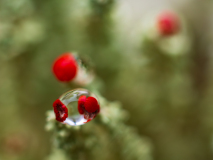 Rode heidelucifer-Cladonia floerkeana-Zweden-Sweden-Schweden