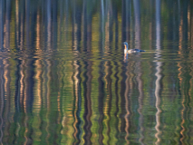 Roodkeelduiker-Red-throated Diver-Sterntaucher-Gavia stellata-Zweden-Sweden-Schweden