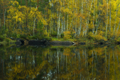 Spiegeling-van-Berken-Birch-reflection-Barke-Reflexion-Zweden-Sweden-Schweden