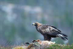 Steenarend-Goldeneagle- Steinadler-Aquila chrysaetos-Noorwegen-Norway-Norwegen