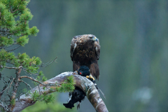 Steenarend-Goldeneagle- Steinadler-Aquila chrysaetos-Noorwegen-Norway-Norwegen