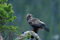 Steenarend-Goldeneagle- Steinadler-Aquila chrysaetos-Noorwegen-Norway-Norwegen