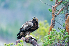 Steenarend-Goldeneagle- Steinadler-Aquila chrysaetos-Noorwegen-Norway-Norwegen