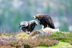 Steenarend-Goldeneagle- Steinadler-Aquila chrysaetos-Noorwegen-Norway-Norwegen