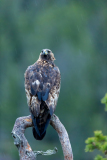 Steenarend-Goldeneagle- Steinadler-Aquila chrysaetos-Noorwegen-Norway-Norwegen