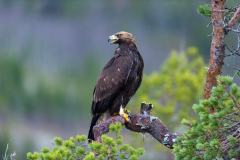 Steenarend-Goldeneagle- Steinadler-Aquila chrysaetos-Noorwegen-Norway-Norwegen