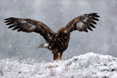 Steenarend-Goldeneagle- Steinadler-Aquila chrysaetos-Noorwegen-Norway-Norwegen