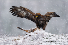 Steenarend-Goldeneagle- Steinadler-Aquila chrysaetos-Noorwegen-Norway-Norwegen