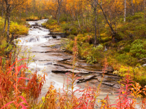 Storbacken-beek-Storbacken-stream-Storbaken-Fluss-Zweden-Sweden-Schweden