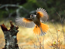 Taigagaai-Siberian jay-Ungluckshaher-Perisoreus infaustus-Zweden-Sweden-Schweden