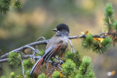 Taigagaai-Siberian jay-Ungluckshaher-Perisoreus infaustus-Zweden-Sweden-Schweden