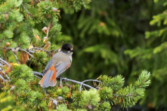 Taigagaai-Siberian jay-Ungluckshaher-Perisoreus infaustus-Zweden-Sweden-Schweden