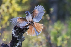 Taigagaai-Siberian jay-Ungluckshaher-Perisoreus infaustus-Zweden-Sweden-Schweden