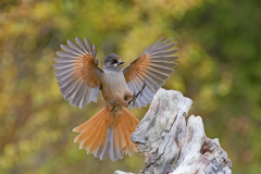 Taigagaai-Siberian jay-Ungluckshaher-Perisoreus infaustus-Zweden-Sweden-Schweden