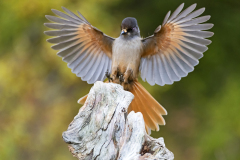 Taigagaai-Siberian jay-Ungluckshaher-Perisoreus infaustus-Zweden-Sweden-Schweden