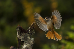 Taigagaai-Siberian jay-Ungluckshaher-Perisoreus infaustus-Zweden-Sweden-Schweden