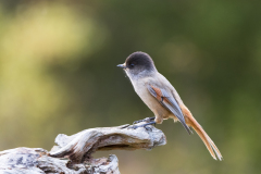 Taigagaai-Siberian jay-Ungluckshaher-Perisoreus infaustus-Zweden-Sweden-Schweden