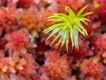 Veenmos met jonge den-Peat moss with young pine-Torfmoos mit jungen Kiefern-Zweden-Sweden-Schweden
