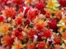 Veenmos-Peat moss -Torfmoos -Zweden-Sweden-Schweden