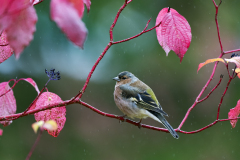 Vink-Chaffinch-Buchfink-Fringilla-coelebs-Zweden-Sweden-Schweden