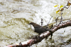 Waterspreeuw-Dipper-Wasseramsel-Cinclus cinclus-Zweden-Sweden-Schweden
