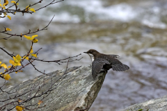 Waterspreeuw-Dipper-Wasseramsel-Cinclus cinclus-Zweden-Sweden-Schweden