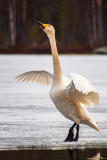 Wilde zwaan-whopper swan-Singschwan-Cygnus Cygnus-Zweden-Sweden-Schweden