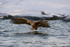 Zeearend-White tailed eagle- Seeadler-Haliaeetus albicilla-Noorwegen-Norway-Norwegen