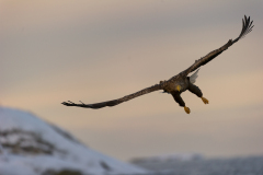 Zeearend-White tailed eagle- Seeadler-Haliaeetus albicilla-Noorwegen-Norway-Norwegen