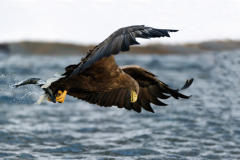 Zeearend-White tailed eagle- Seeadler-Haliaeetus albicilla-Noorwegen-Norway-Norwegen
