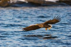 Zeearend-White tailed eagle- Seeadler-Haliaeetus albicilla-Noorwegen-Norway-Norwegen