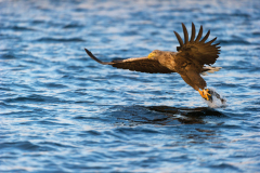Zeearend-White tailed eagle- Seeadler-Haliaeetus albicilla-Noorwegen-Norway-Norwegen