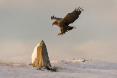 Zeearend-White tailed eagle- Seeadler-Haliaeetus albicilla-Noorwegen-Norway-Norwegen