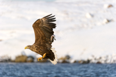 Zeearend-White tailed eagle- Seeadler-Haliaeetus albicilla-Noorwegen-Norway-Norwegen