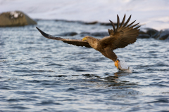Zeearend-White tailed eagle- Seeadler-Haliaeetus albicilla-Noorwegen-Norway-Norwegen