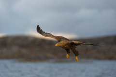 Zeearend-White tailed eagle- Seeadler-Haliaeetus albicilla-Noorwegen-Norway-Norwegen