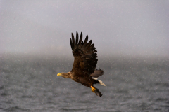 Zeearend-White tailed eagle- Seeadler-Haliaeetus albicilla-Noorwegen-Norway-Norwegen