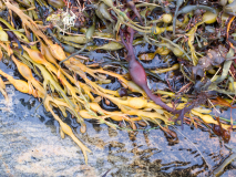 Zeewier-Seaweed-Seetang-Noorwegen-Norway-Norwegen