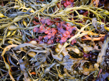 Zeewier-Seaweed-Seetang-Noorwegen-Norway-Norwegen